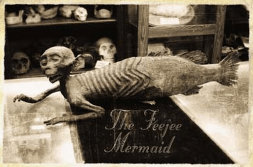 sirène Fidji de cabinet de curiosités