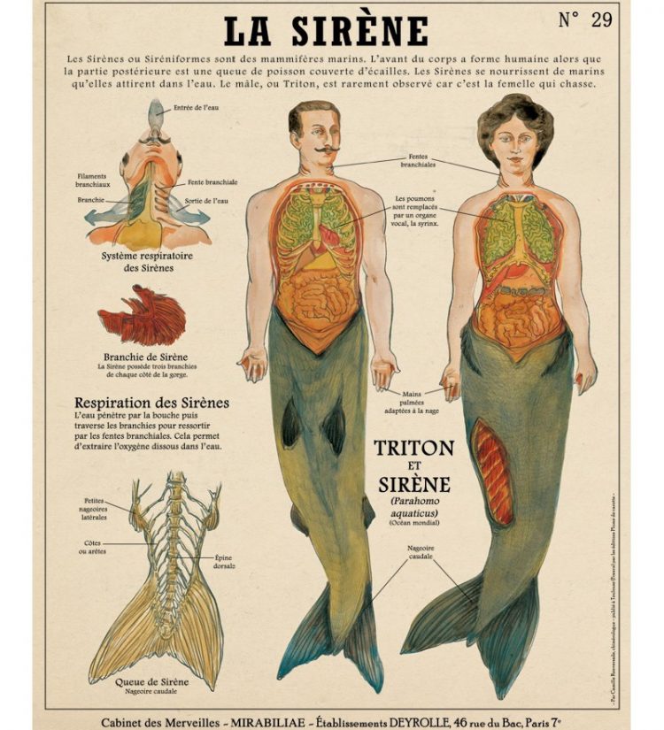 planche_anatomique_sirene_renversade